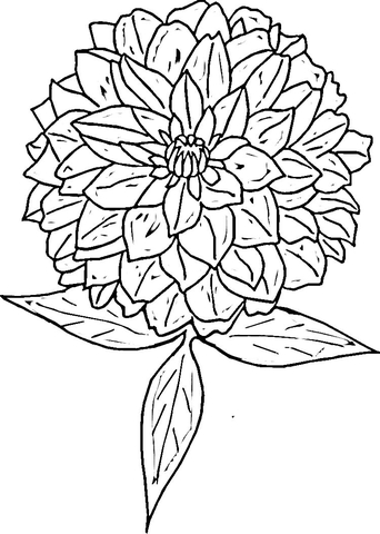 Zinnia  Coloring Page